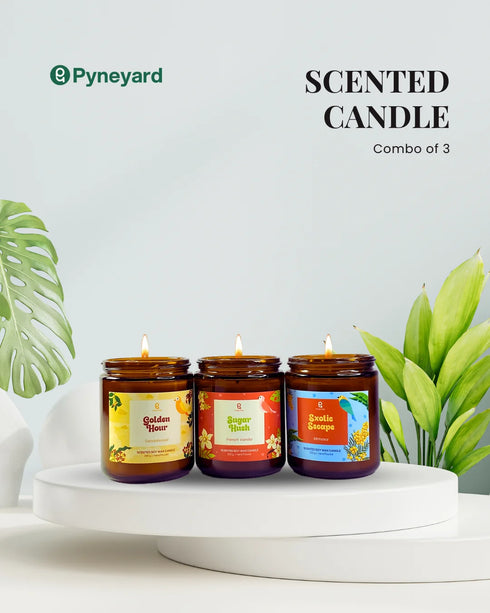 The Godfather | Combo of 3 Amber Jar Scented Candles (Sandalwood + French Vanilla + Yellow Mimosa)